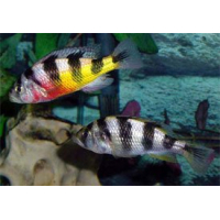 Haplochromis Obliquidens Zebra
